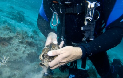 Pronašao 2 tisuće godina netaknuti vrč u moru pokraj otoka Visa