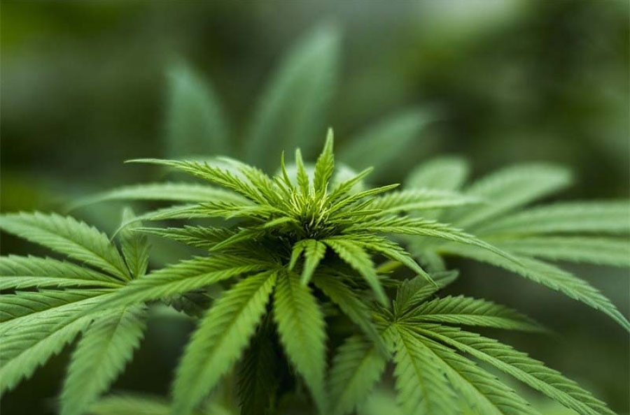 Korčulanin priveden zbog uzgajanja marihuane
