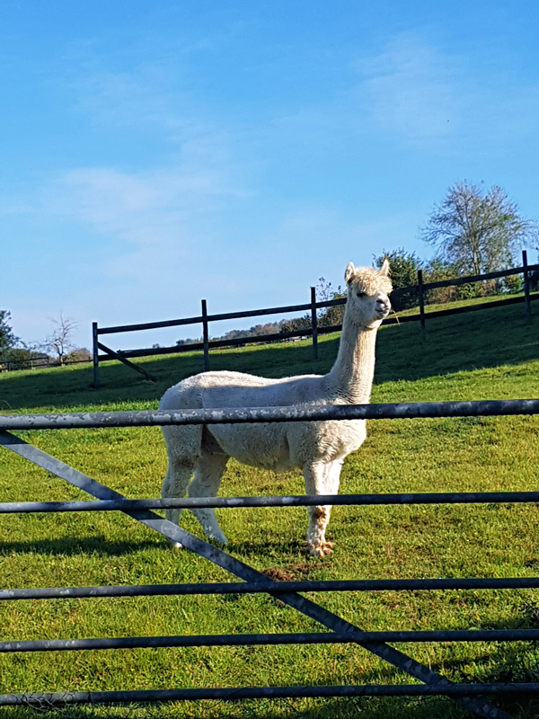 44416416_2195225604053970_7297320345537609728_n 1