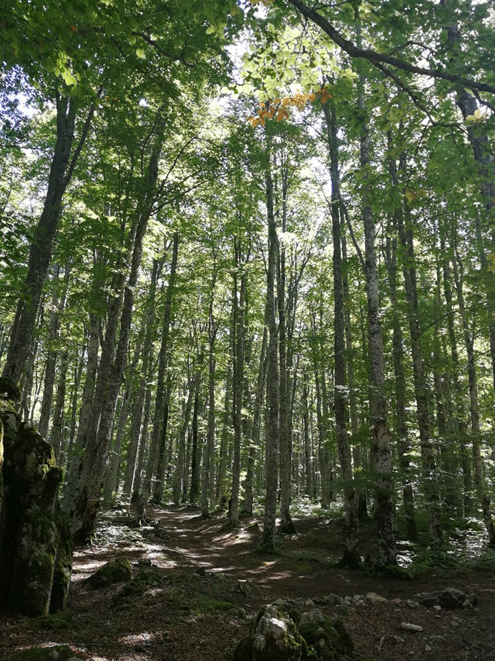 70558332_546403986100078_5997932519037599744_n