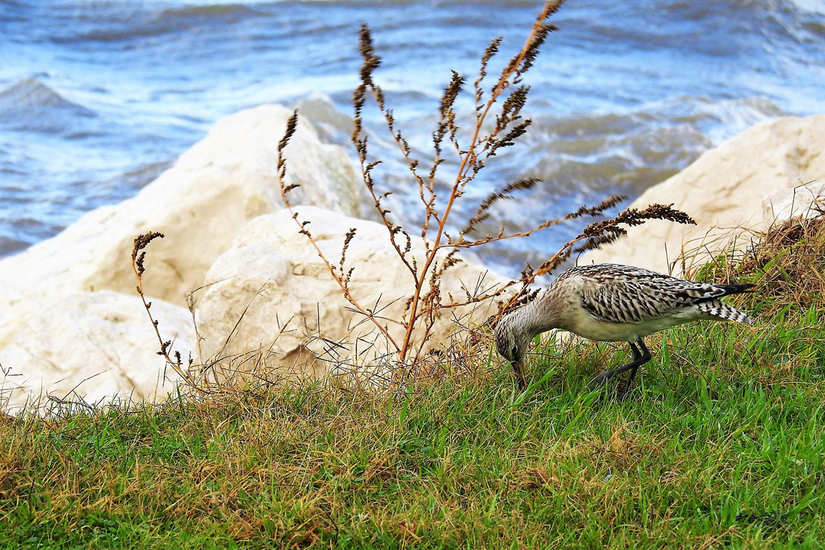 75223811_2649093375134125_5815758753873526784_o