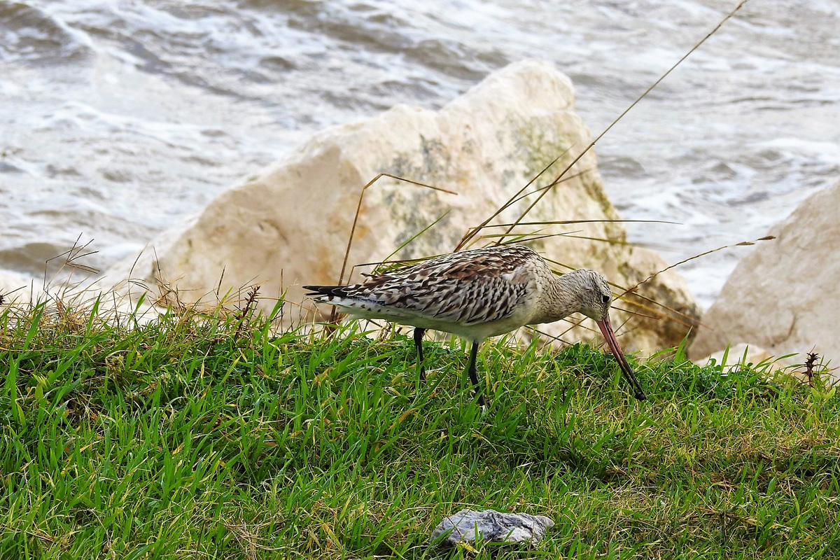 75550347_2649093238467472_2947506918463111168_o 1