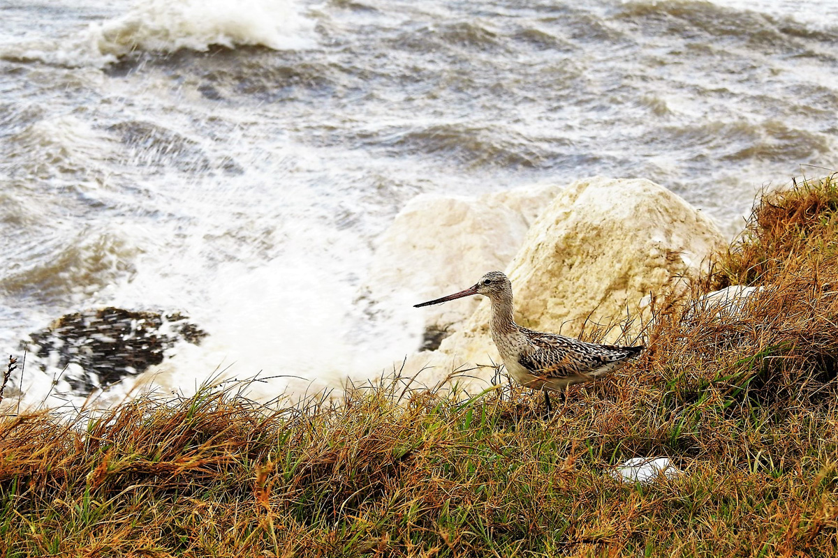 76697306_2649093351800794_7547419271890993152_o