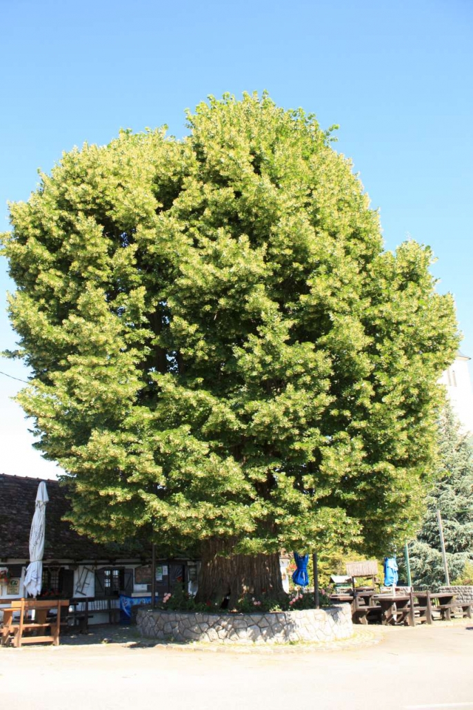 Gupeva lipa - predstavnik Hrvatske na natjecanju Europsko stablo 2019