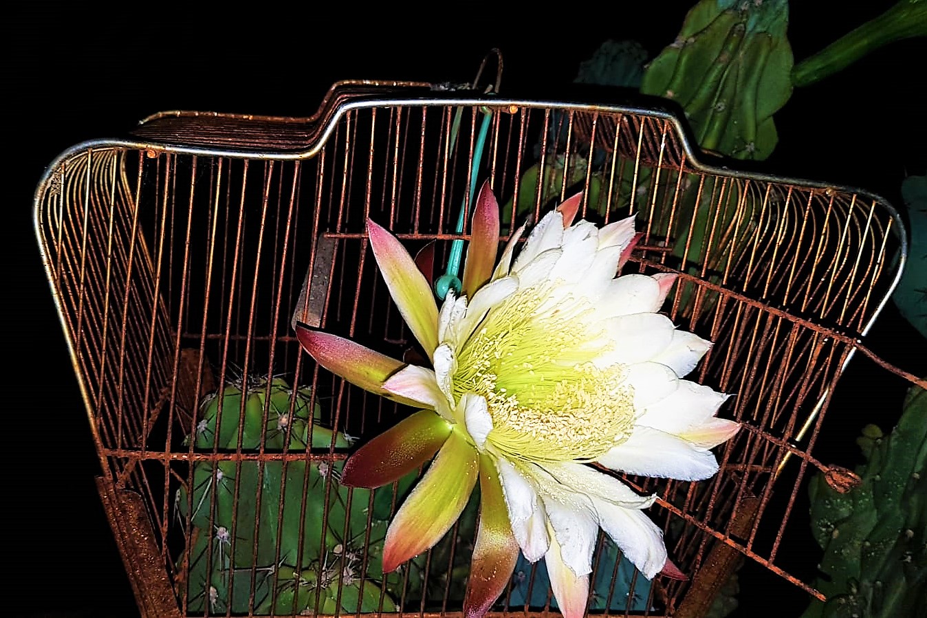 IMG-20200724-WA0015