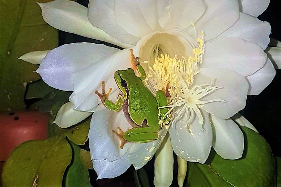 IMG-20200724-WA0024