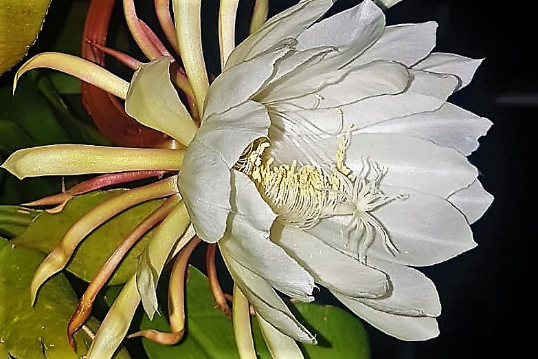 IMG-20200724-WA0035