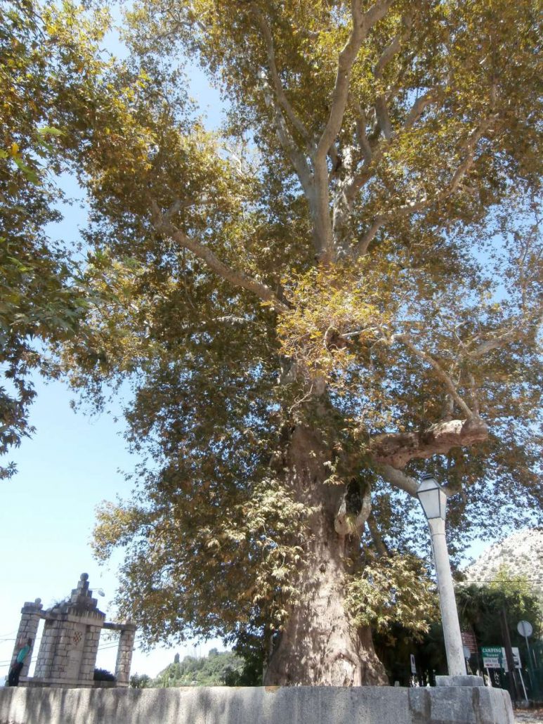 Platana u Trstenom - predstavnik Hrvatske na natjecanju Europsko stablo 2018