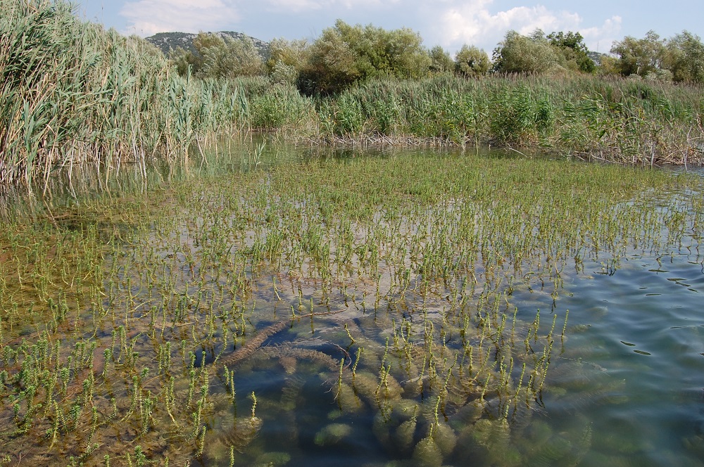 Myriophyllum heterophyllum_Vedran Segota