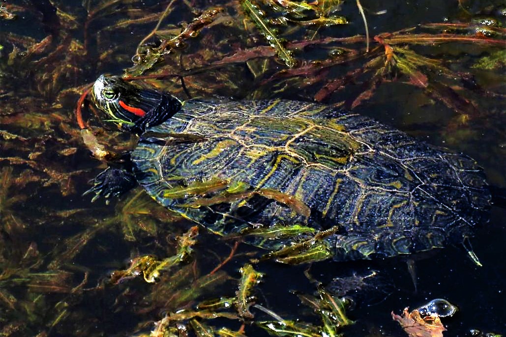 crvenouha-kornjaa-Trachemys-scripta-elegans-1280-1030x773