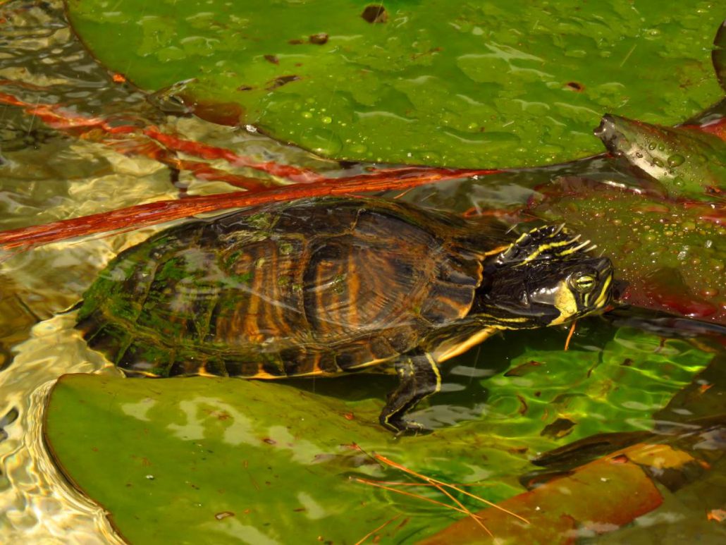 utouha-kornjaa-Trachemys-scripta-scripta-1280-1030x773