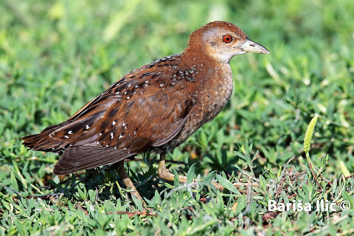 240388132_4371845786192200_8946344257354682762_n