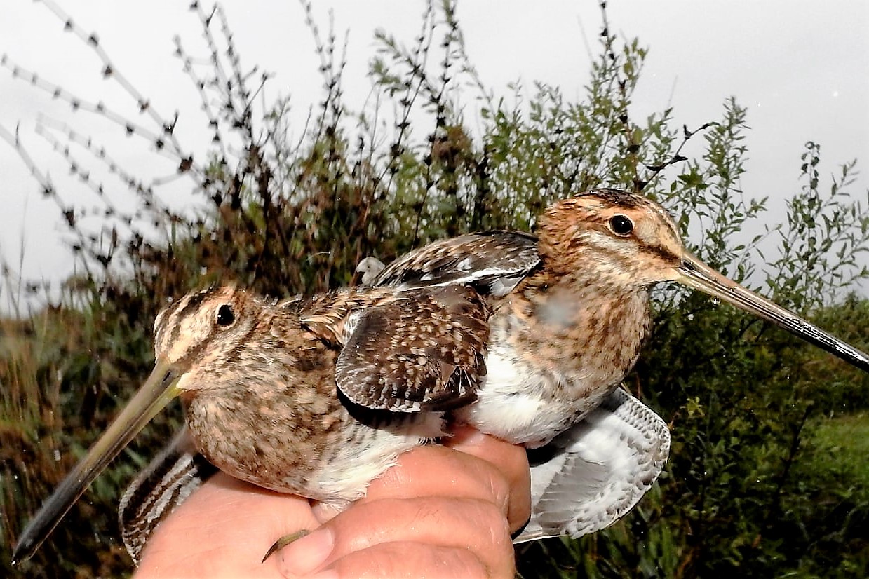 245063833_4533584773351633_4361083190158517544_n