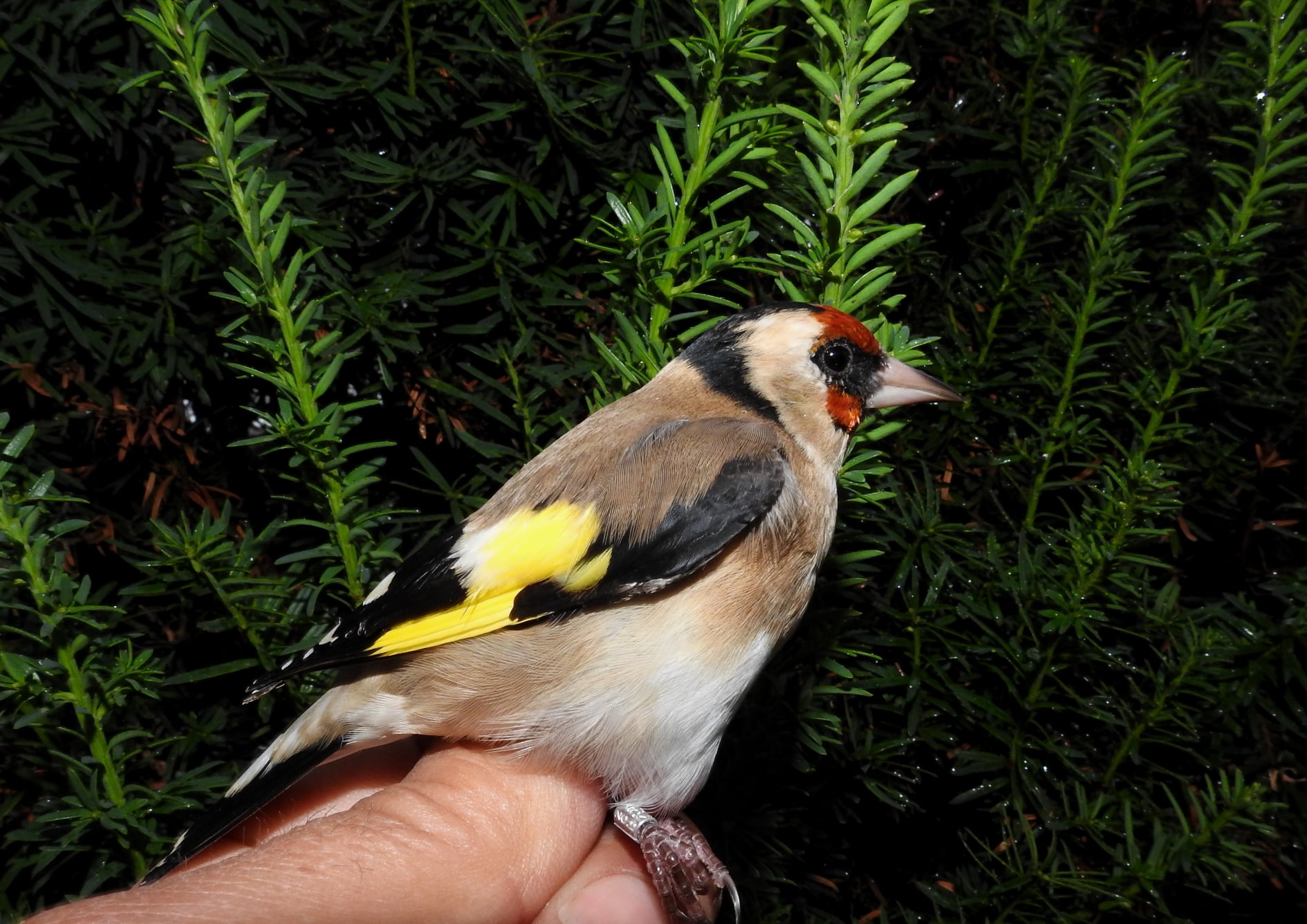 245076748_4533584426685001_4115662199610350736_n