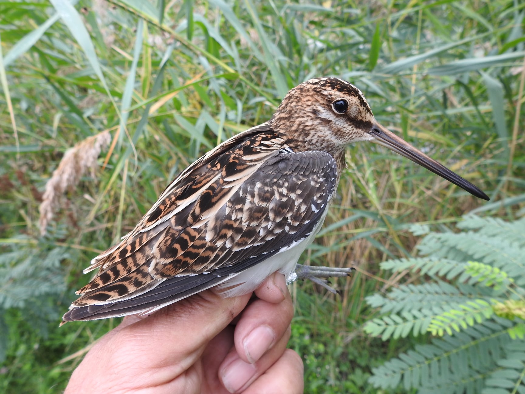 245198085_4533585240018253_2902759461817844398_n