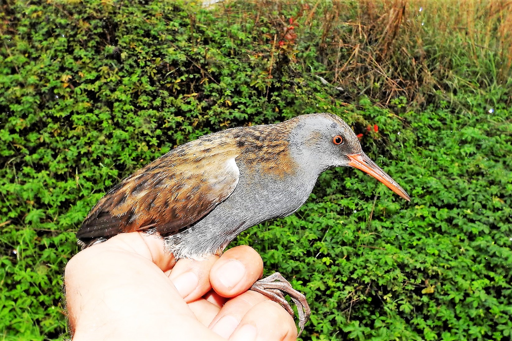 245375285_4533585540018223_9118011925564738248_n