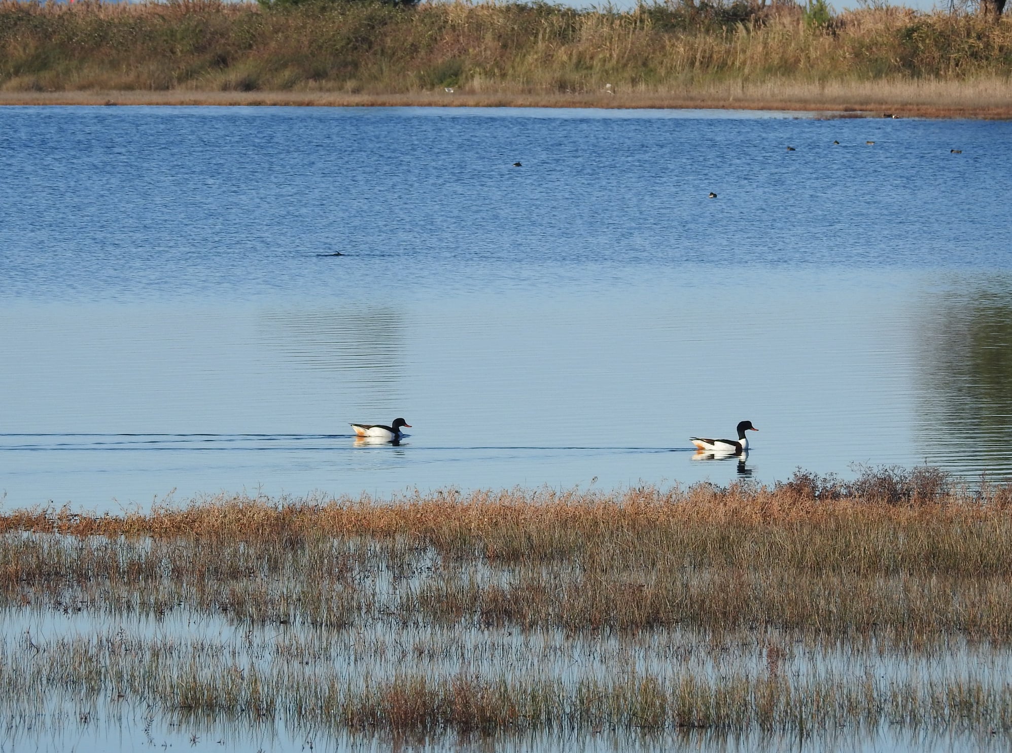 264466953_4721536821223093_2776635413249761557_n