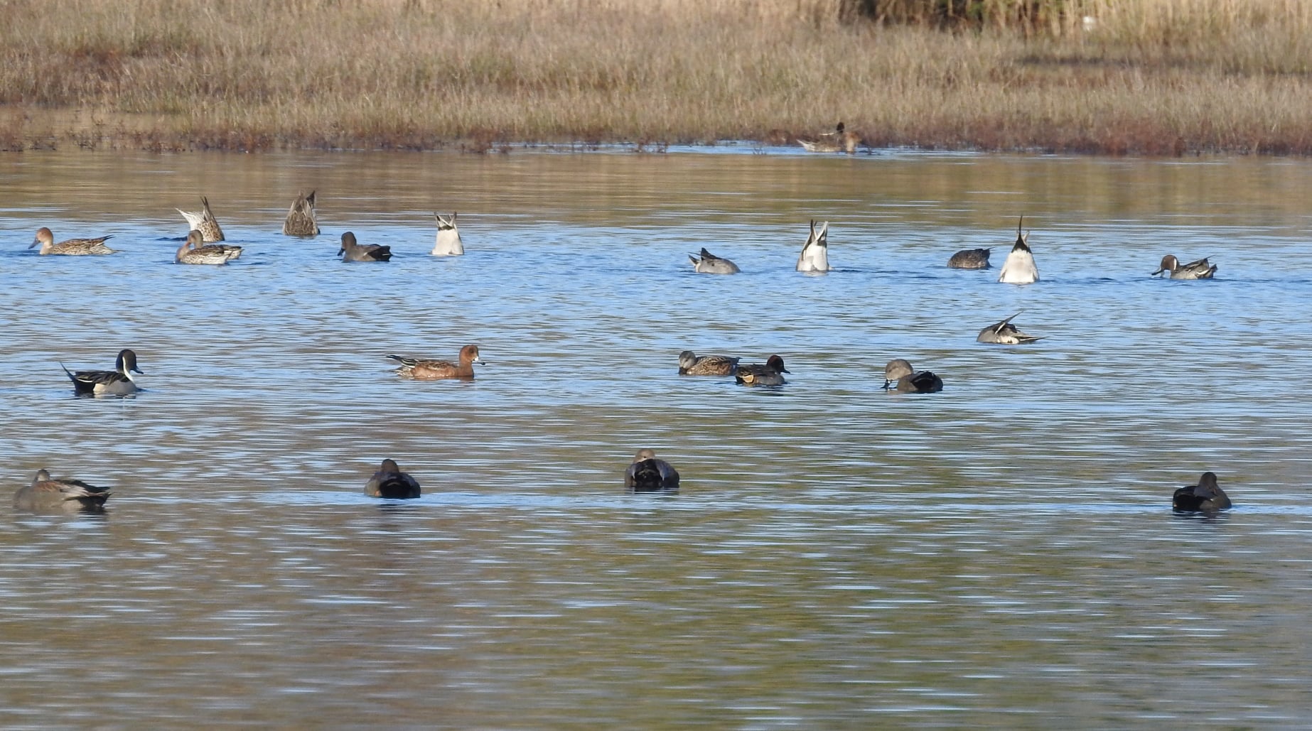 264476134_4721537137889728_991739551549373234_n