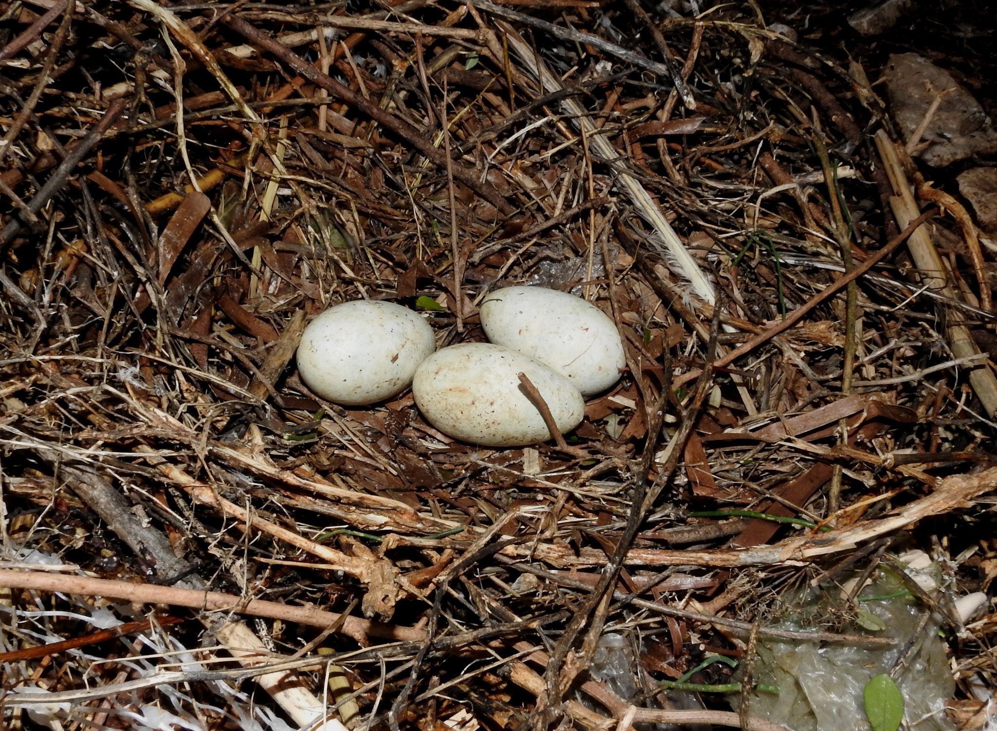 327299332_1025897711593447_8773258624165229889_n