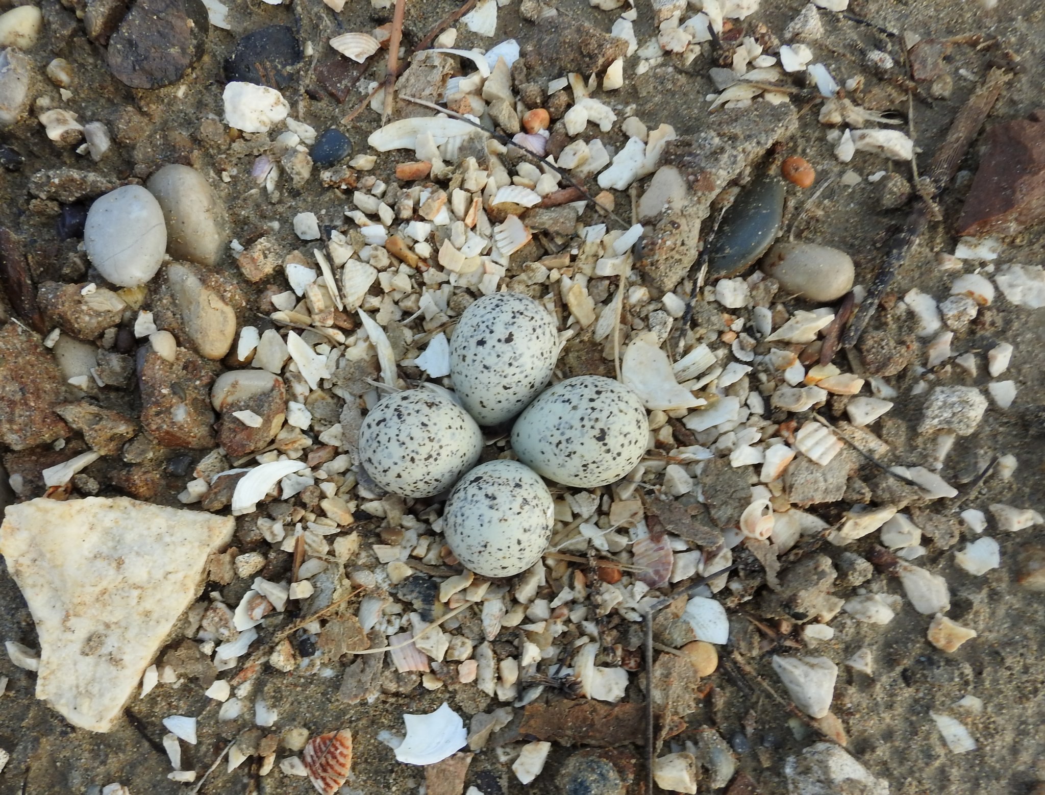 345449172_1366335897482045_6005947586577418474_n