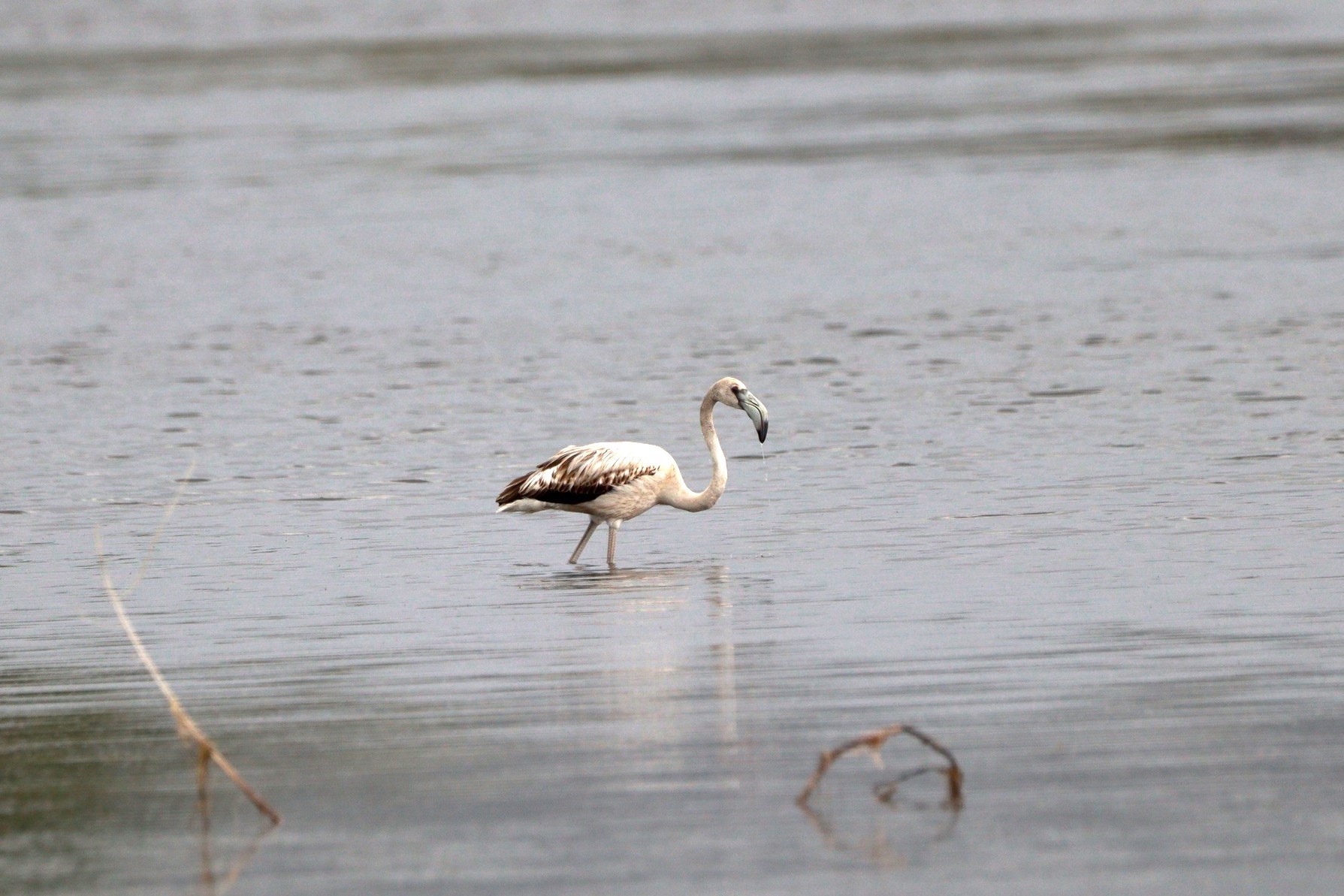 382755415_653570443587424_5702324171422944494_n